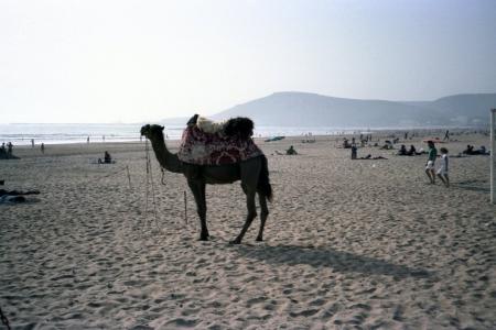 camels in beach of agadir welcome