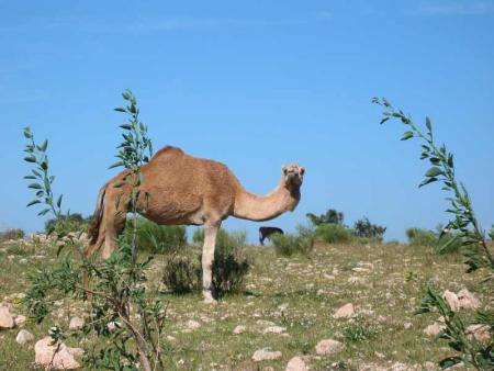 lol he's name is jmal